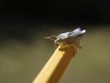 Shield Bug 6