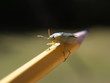 Shield Bug 2