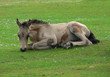 foal resting