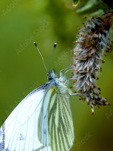 Photo: butterfly butterfly