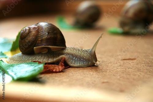 snail