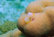 Christmas Tree Worm on Star Coral, Bonaire. 
