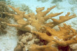 Elkhorn Coral, Bonaire. 