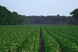 Green cotton field Green cotton field