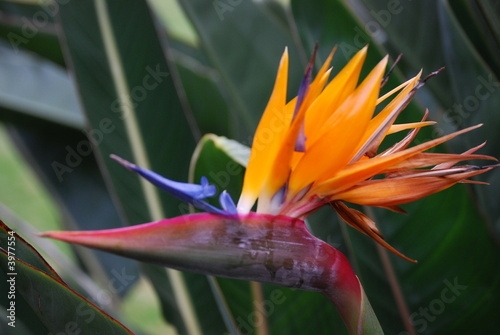 Paradiesvogelblume 1 Paradiesvogelblume 1