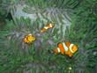 clown fish on anemone