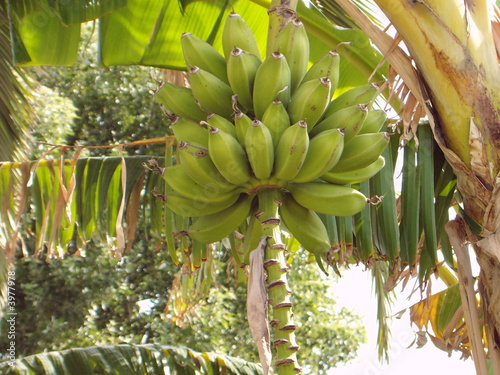 Photo: Bananenstaude Bananenstaude