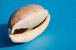 Muschel