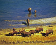 bison in river
