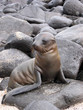 A Curious Sea Lion Pup