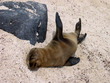 A Silly Sea Lion Pup Lounges on the Beach