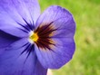 blüte