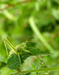 grasshopper 2