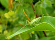 grasshopper 1