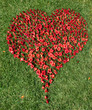 Coeur Rouge