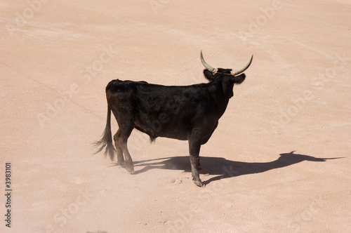 Photo: Camargue bull in the bullfighting arena in Arles, France Camargue bull in the bullfighting arena in Arles, France