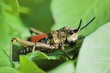 Cricket