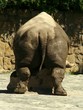 White Rhinoceros