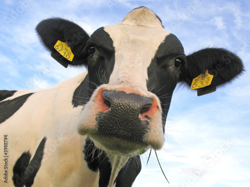 Foto: black and white cow black and white cow