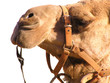 Foto: camel camel