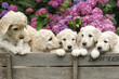 Labradoodle Pupies Labradoodle Pupies