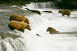 Grizzly bears fishing for salmon, Katmai NP, Alaska