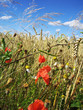 blumen im kornfeld