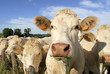 Vaches Vaches