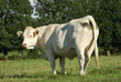 Taureau Taureau