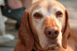 Vizsla face closeup Vizsla face closeup