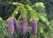 Fir cones