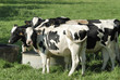Vache Vache