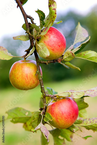Äpfel