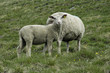moutons