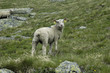 agneau