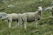 moutons