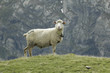 mouton