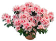 Azalea