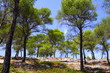 provence provence