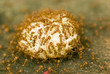 Leafcutter Ants