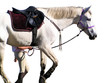 Foto: horse and jockey horse and jockey