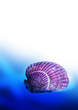 Sea Shell
