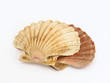 shells