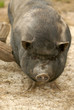 Photo: wild boar wild boar