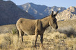 Wild Burro