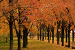 fall