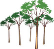 Arbre