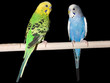 Parakeet Pair