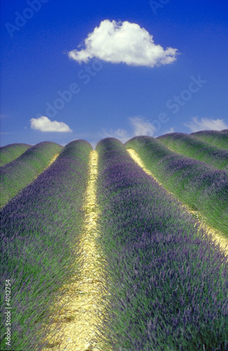 lavanda