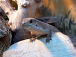 skink